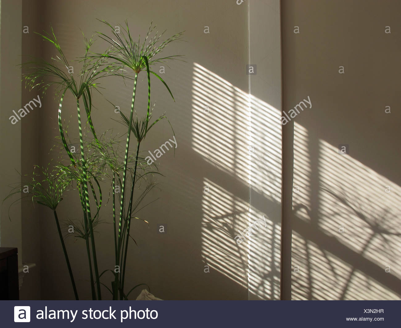 Planta De Papiro Seccionado Con Sol Y Sombra A Traves De Las