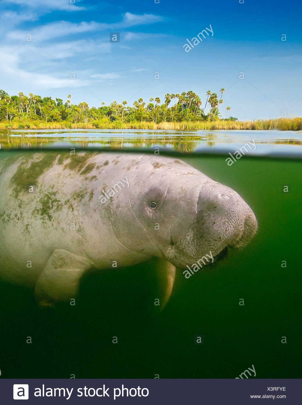 Por encima/por debajo de la pantorrilla manatí de Florida Foto de stock