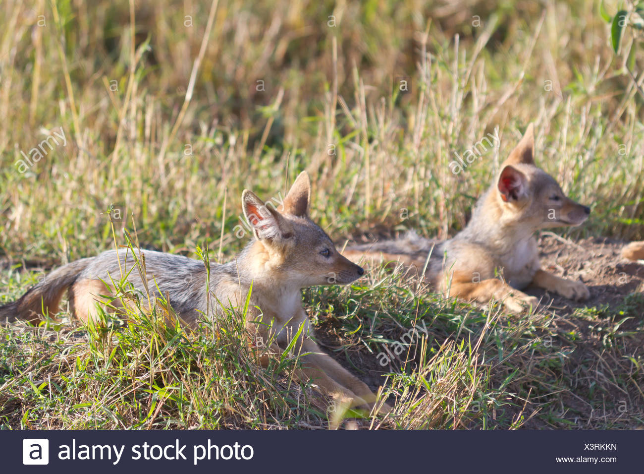 Savannah Pequenas Y Poco Cub Bebe Chacal Jovenes Menores Nacimiento Parto Fotografia De Stock Alamy