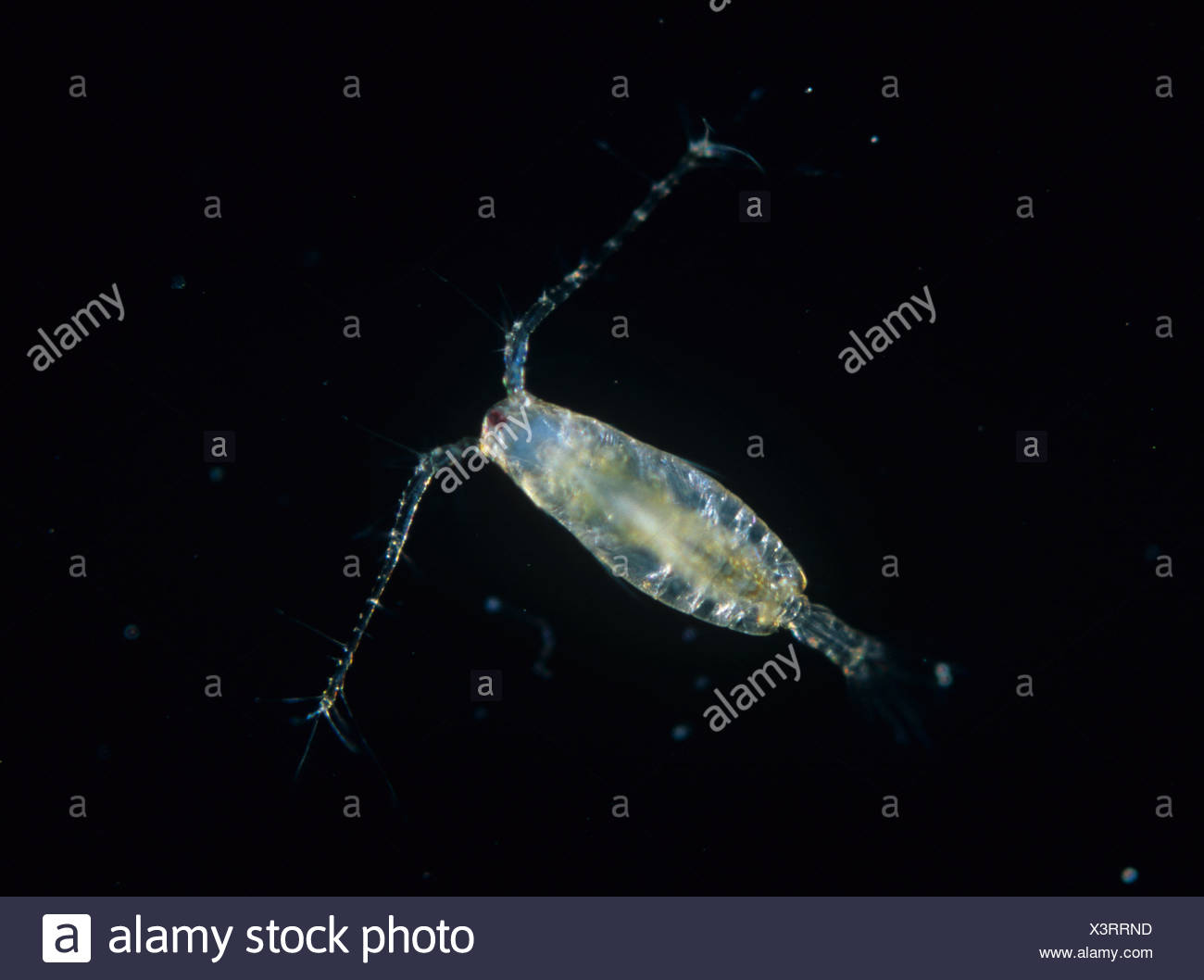 Cyclops Acartia tonsa aquatic animal utilizado en ecotoxicología pruebas Foto de stock