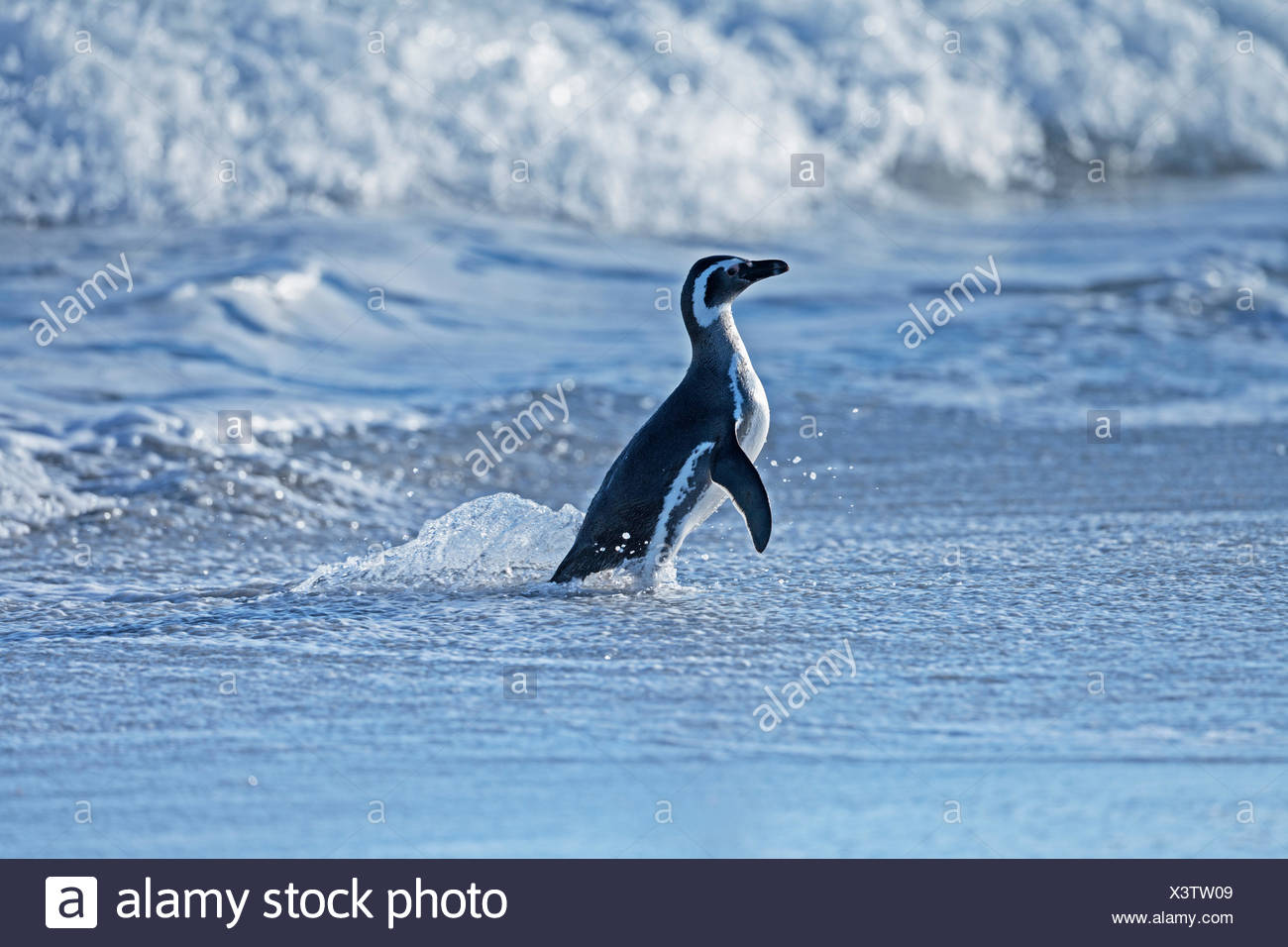 Pingüino de Magallanes (Spheniscus magellanicus) que sale del agua, Sea Lion Island, en el Atlántico Sur, Islas Malvinas Foto de stock
