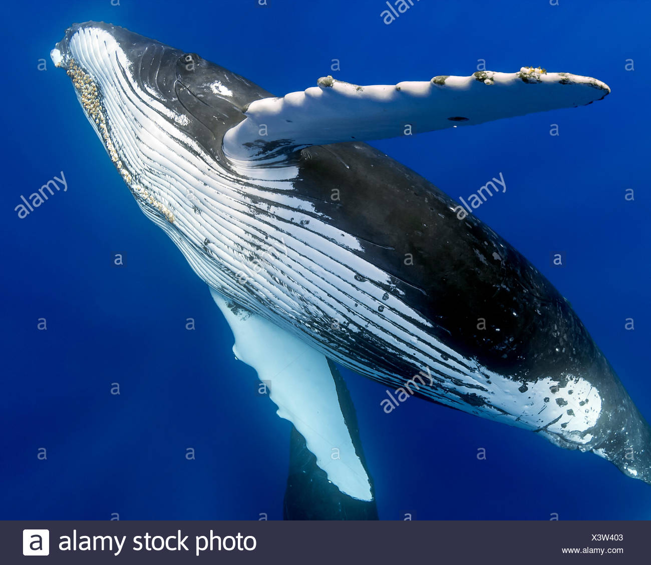 La ballena jorobada, Megaptera novaeangliae, Hawaii, EE.UU. Foto de stock