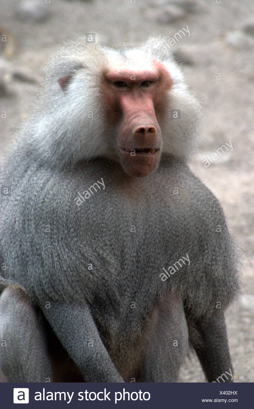 curioso-curioso-nosy-babuino-mono-estupido-inspeccionado-curioso-curioso-nosy-monkey-piel-x402hx.jpg