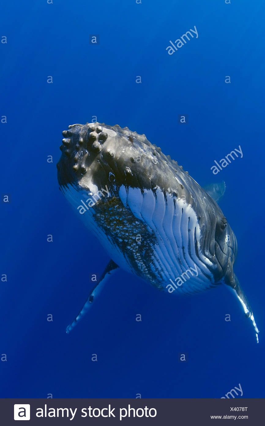 La ballena jorobada, Megaptera novaeangliae Foto de stock