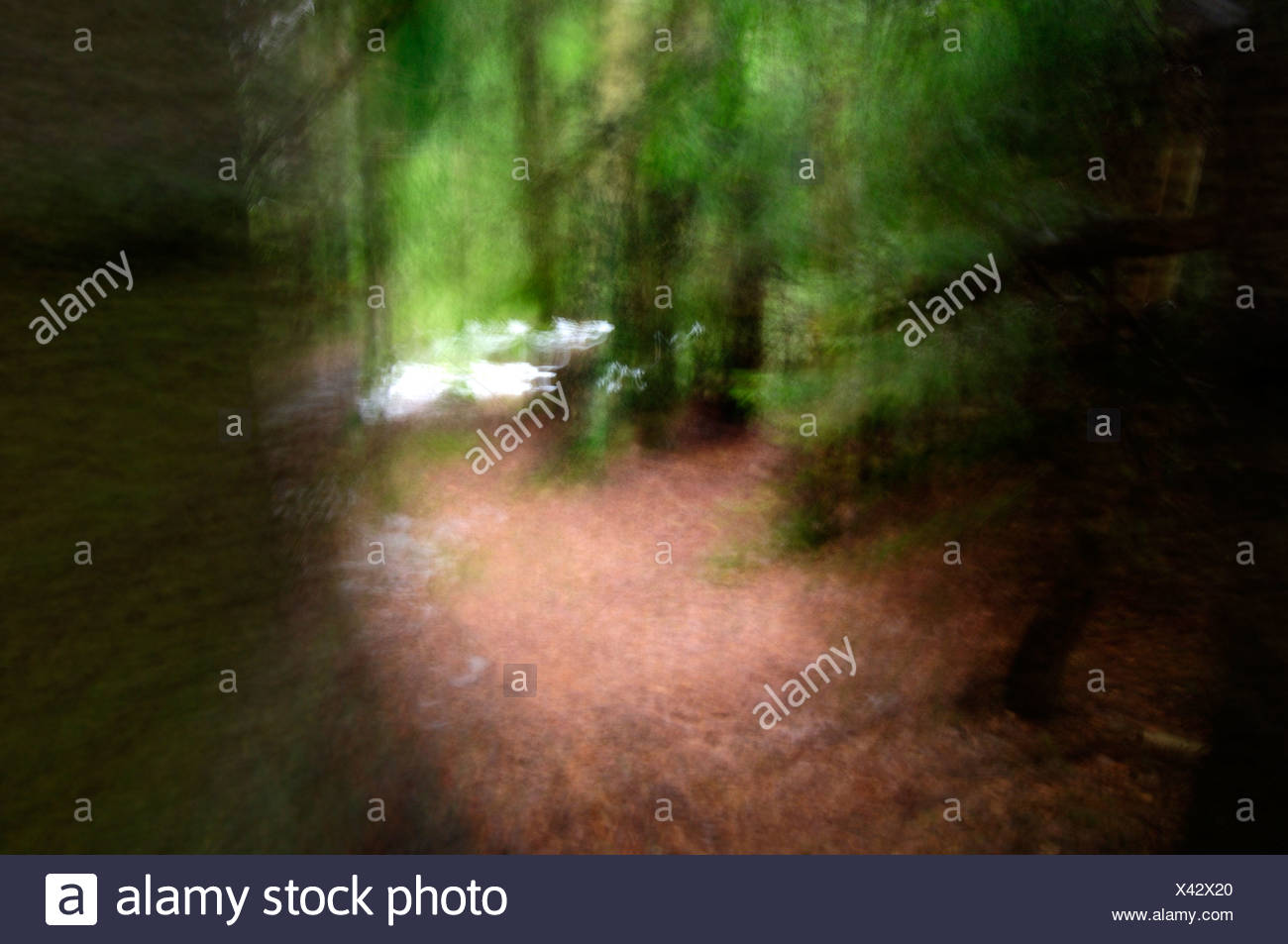Escandinavia, Suecia, Vastergotland, vista del bosque Foto de stock