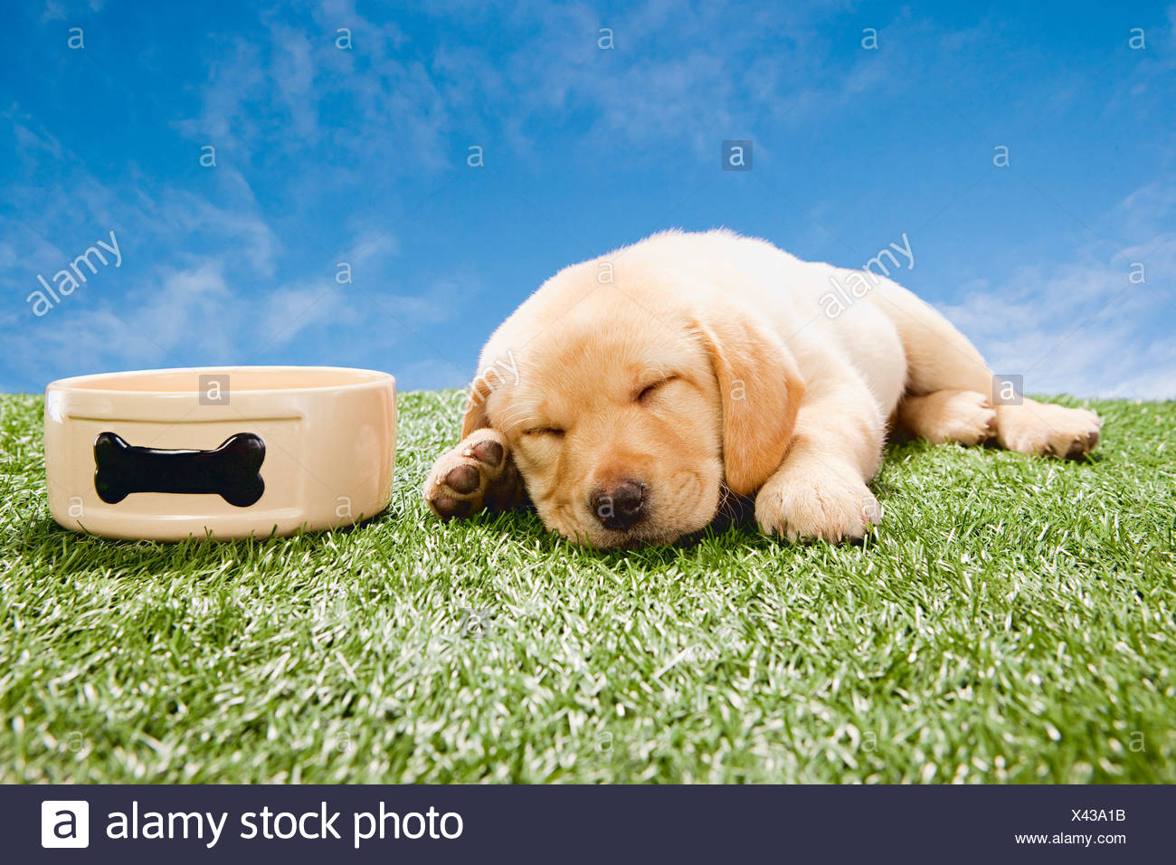 Cachorro Durmiendo Fotos e Imágenes de stock Alamy