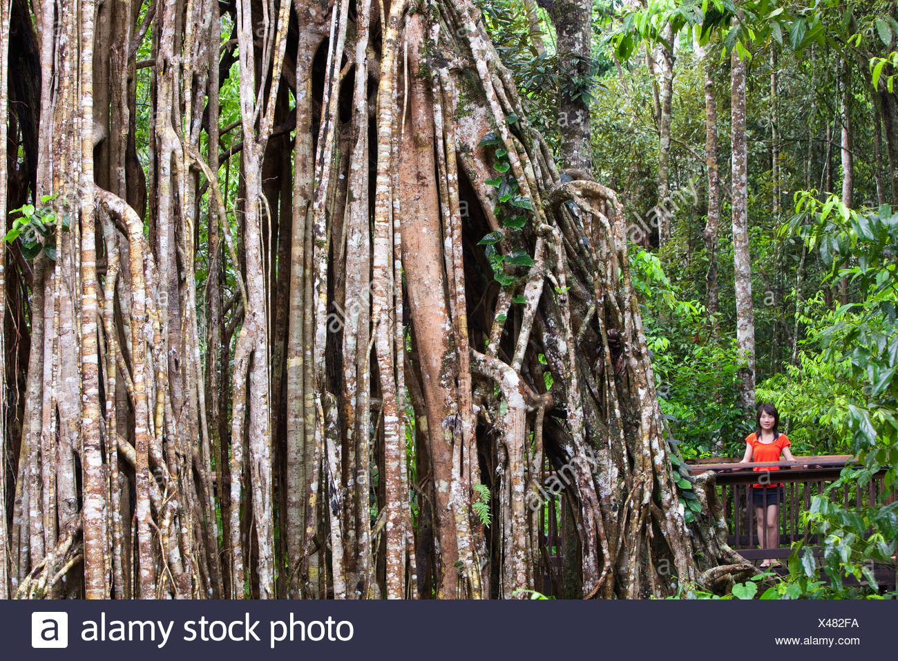 El Curtain Fig Tree, una enorme higuera verde (Ficus virens) en la