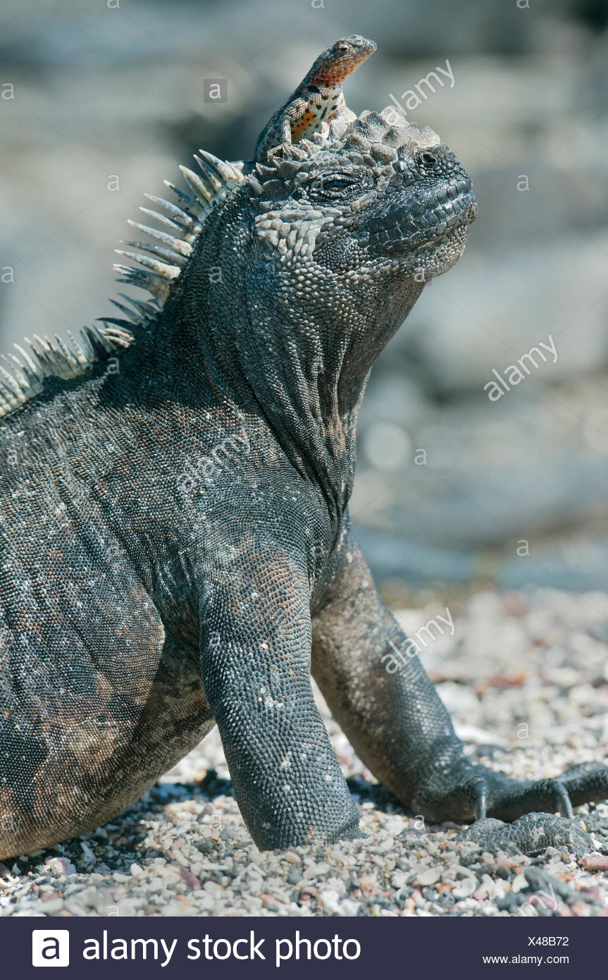 Iguana Funny Fotos E Imagenes De Stock Alamy