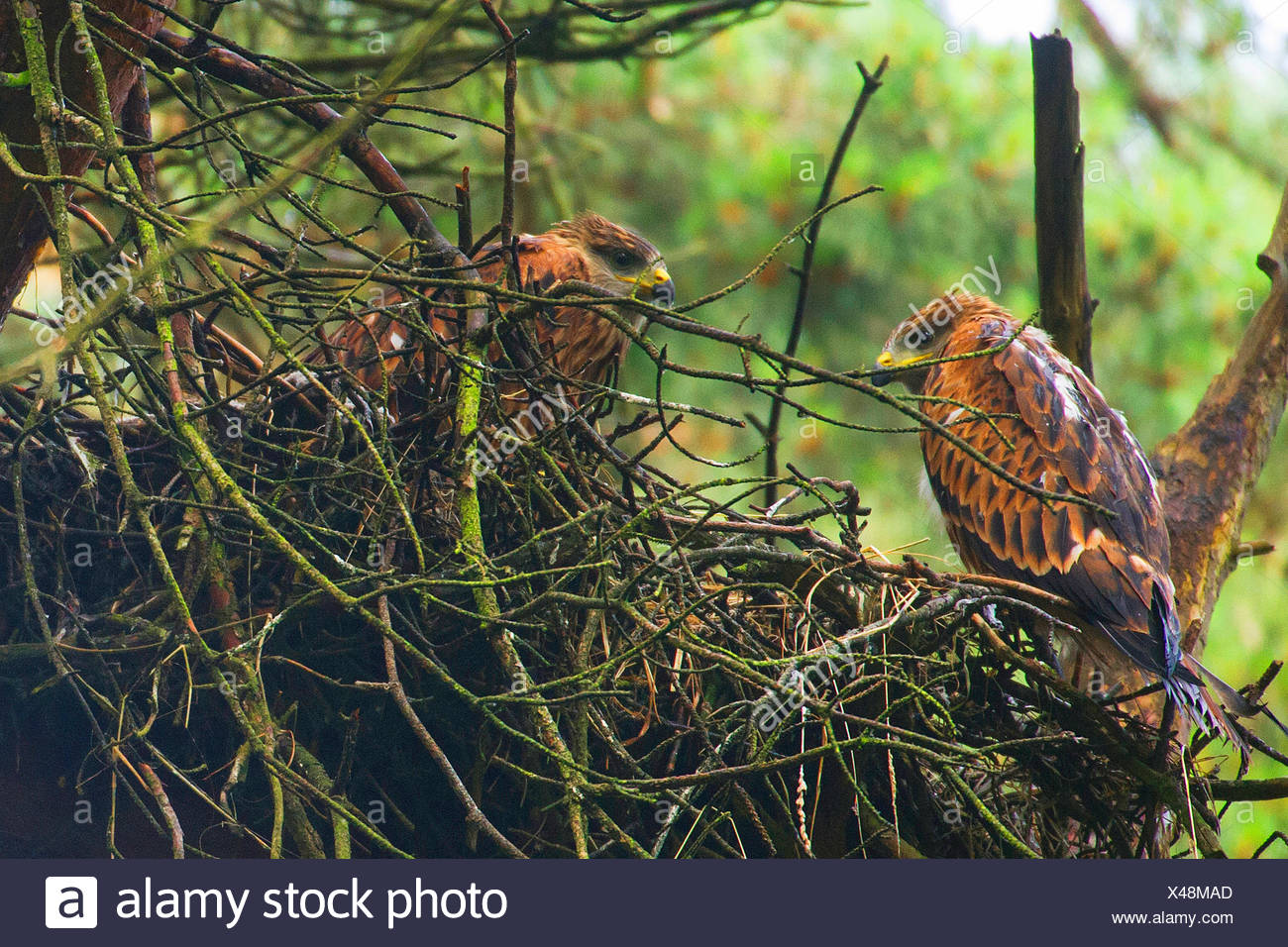 Milano real (Milvus milvus), dos jóvenes pájaros en el eyry sobre un árbol, en Alemania, en Renania del Norte-Westfalia Foto de stock