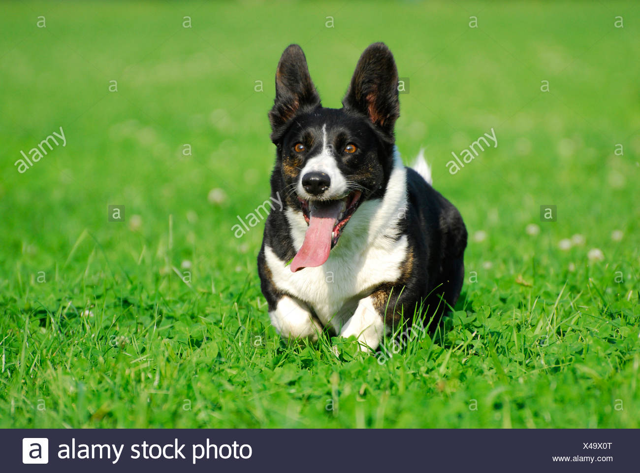 Welsh Corgi Cardigan Foto de stock