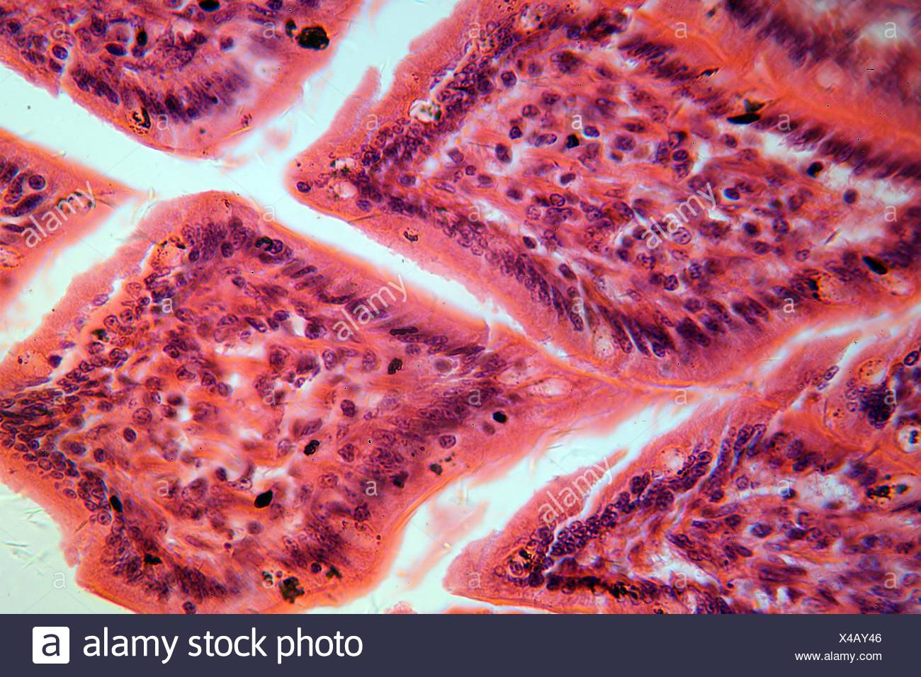 Una sección a través de las células del intestino delgado bajo el microscopio. Foto de stock