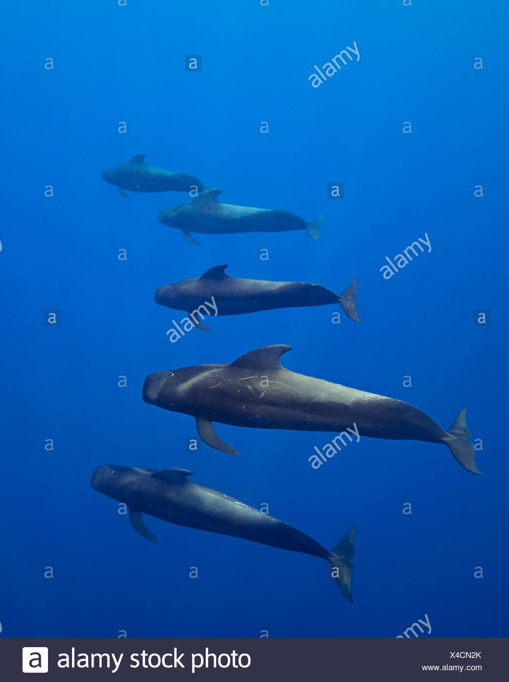 Las ballenas piloto de aleta corta, océano abierto Foto de stock