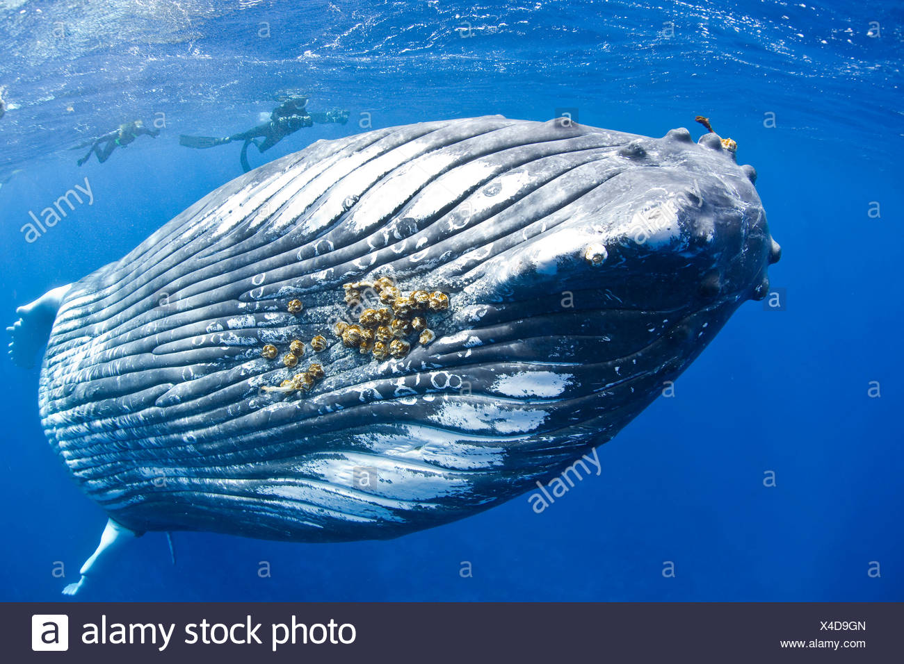 La ballena jorobada, Megaptera novaeangliae, Banco de Plata, Océano Atlántico, República Dominicana Foto de stock
