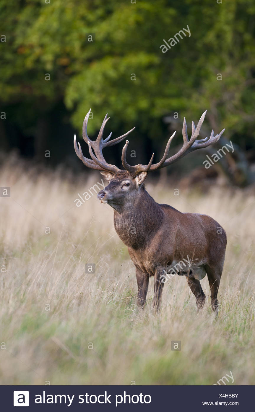 El Ciervo macho en celo, Cervus elaphus, jaegersborg dyrehave, klampenborg, Dinamarca Foto de stock