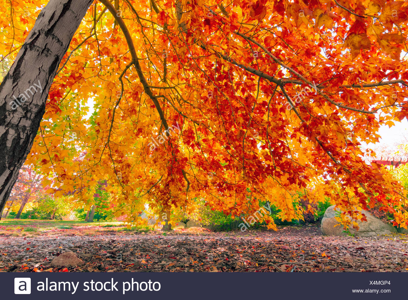 Hojas de otoño colorido Foto de stock