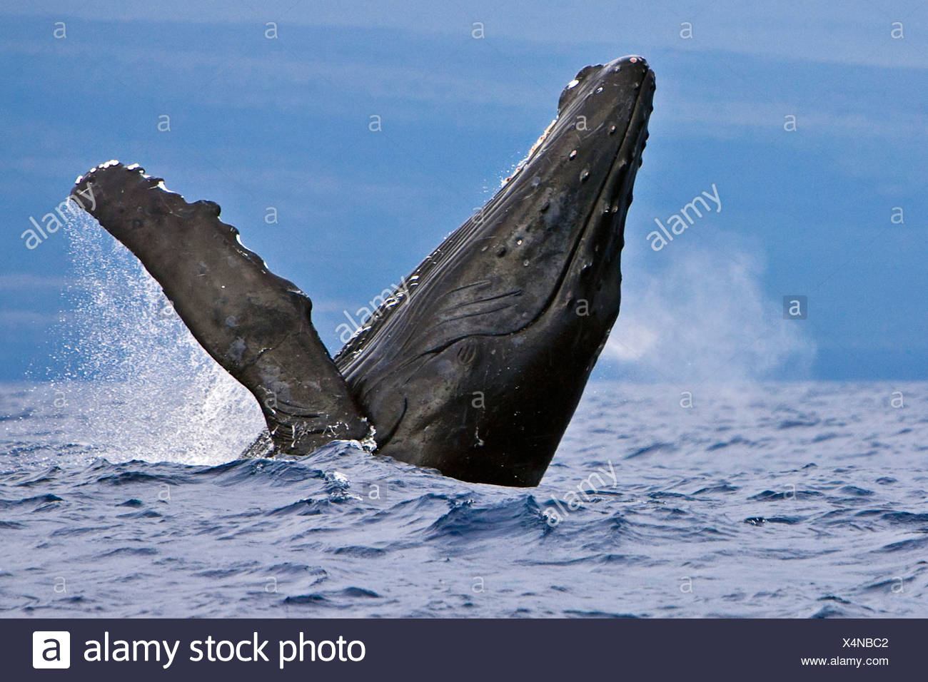 La ballena jorobada, Megaptera novaeangliae Foto de stock