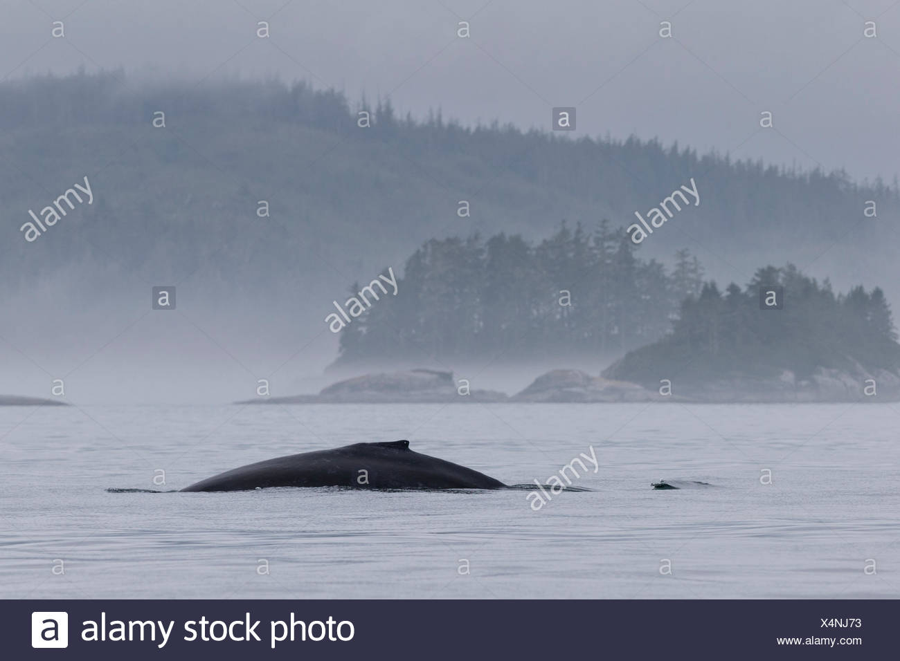 Niebla por la mañana con una ballena jorobada delante de la pequeña isla del archipiélago broughton provincial fuera del parque marino de la isla de Vancouver, en Columbia Británica, Canadá Foto de stock