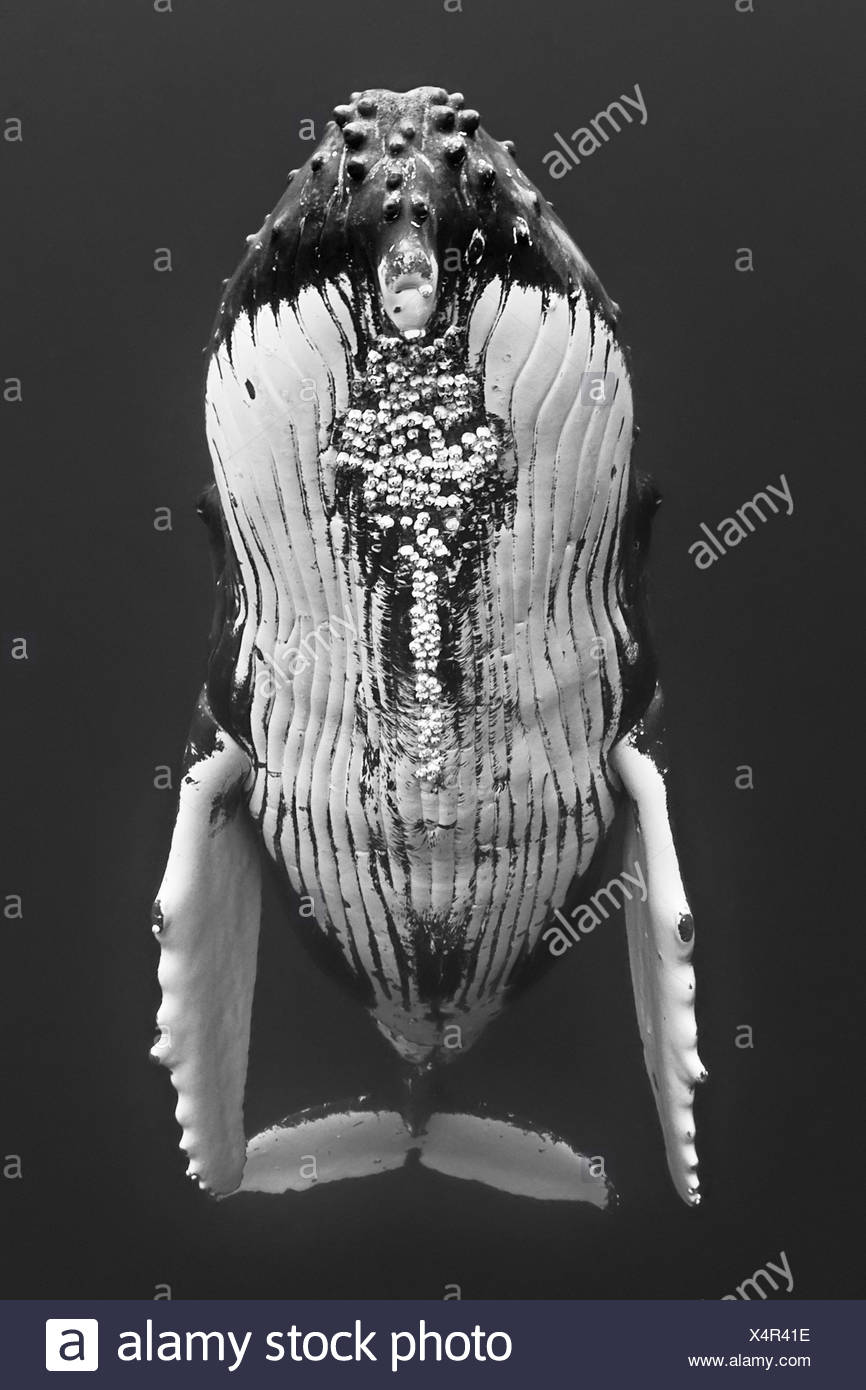 La ballena jorobada, Megaptera novaeangliae, Isla Grande, costa de Kona, Hawaii, EE.UU. Foto de stock