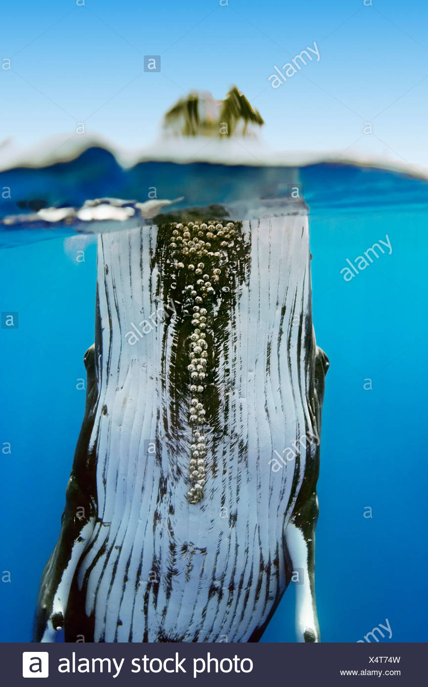 Ballena Jorobada bellota parasitaria percebes bajo el mentón Megaptera novaeangliae Cornula diaderma Océano Pacífico Hawai EE.UU. Foto de stock