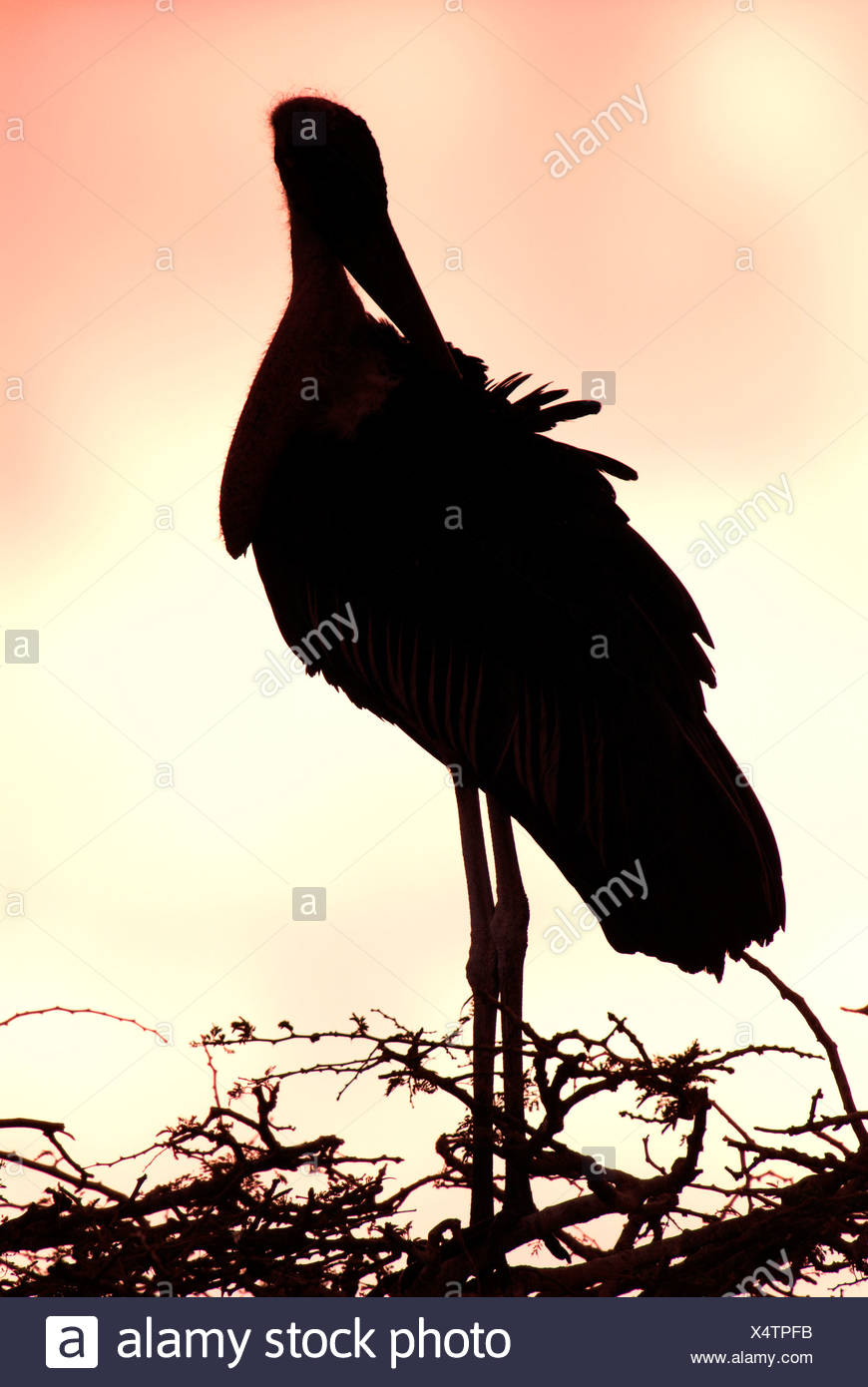 Leptoptilos crumeniferus Marabou Stork Lago Awasa Etiopía Foto de stock