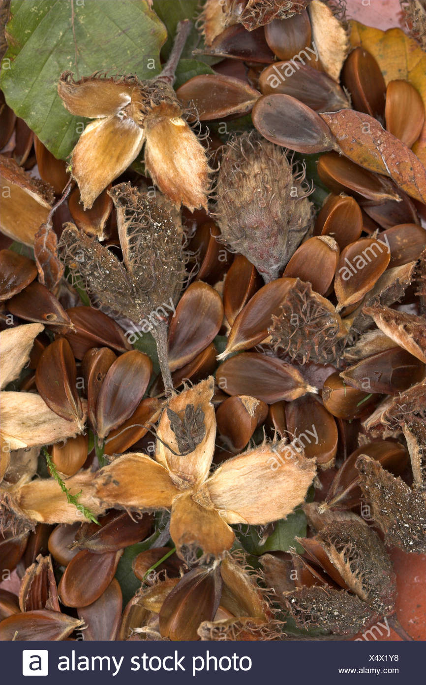 Comunes De Haya Fagus Sylvatica Frutos Maduros Con Cupules En El Suelo Fotografia De Stock Alamy