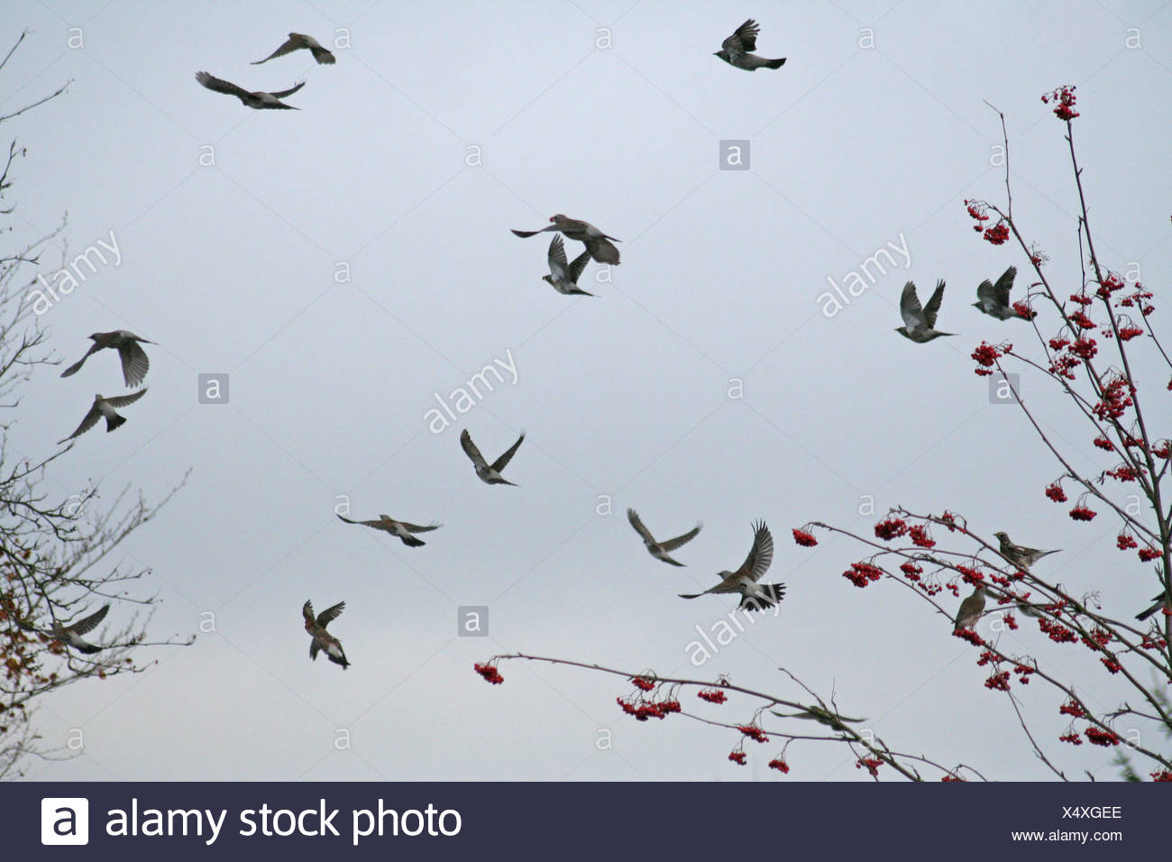 Bird marrón parduzco aves morena Europa resina ala visita rowan bayas tirar Foto de stock