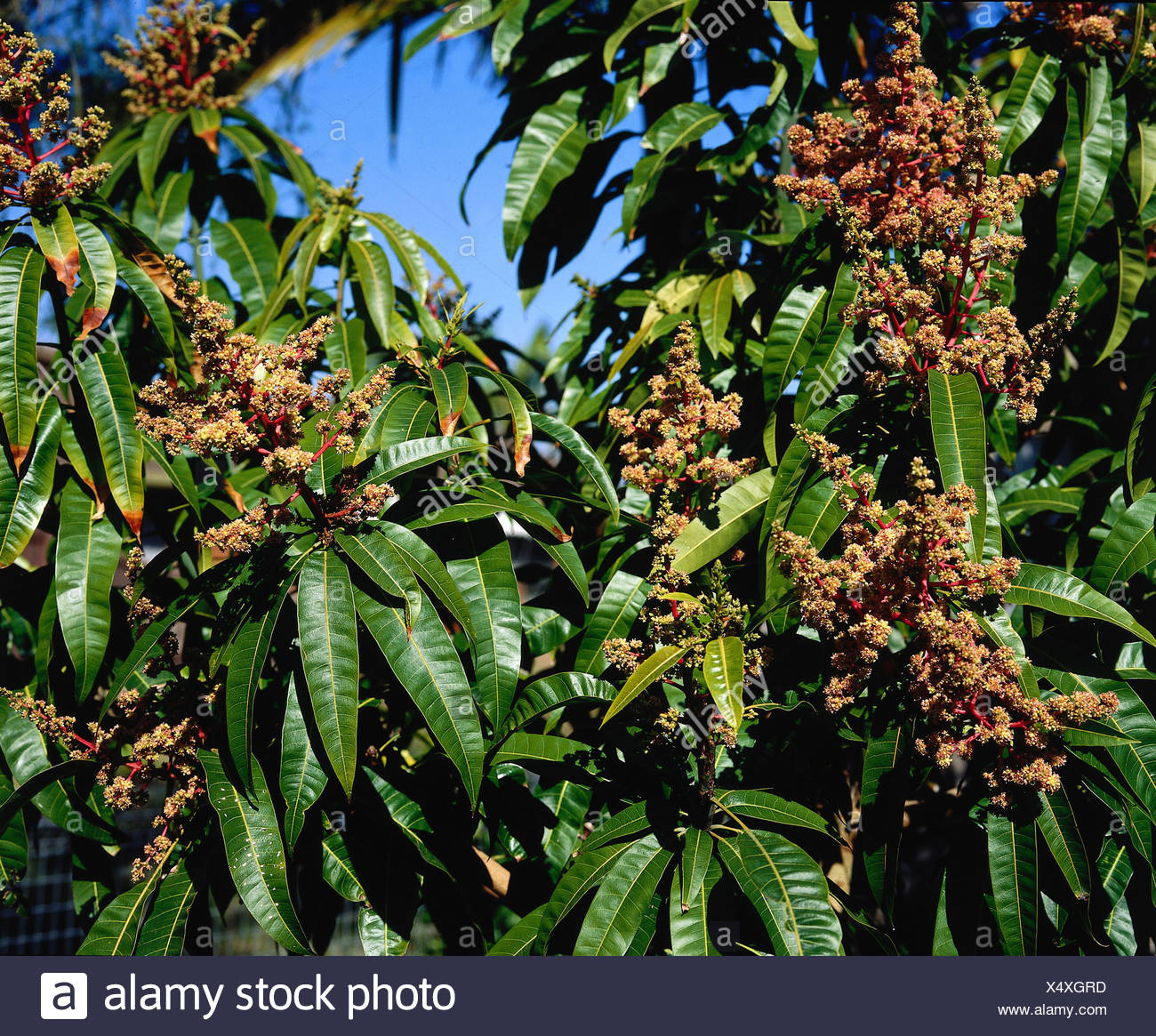 La Botanica El Mango Mangifera Indica Las Flores Los Arboles Florecen Arbol De Mango Rosidae Sapindales Anacardiaceae Mangos Mangos Le Fotografia De Stock Alamy