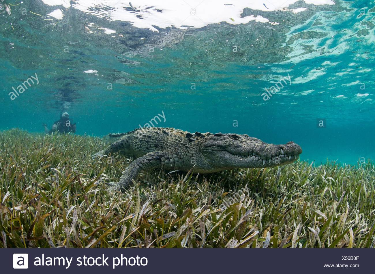 Vista submarina de cocodrilo sobre algas marinas en aguas poco profundas, el Atolón de Chinchorro, Quintana Roo, México. Foto de stock