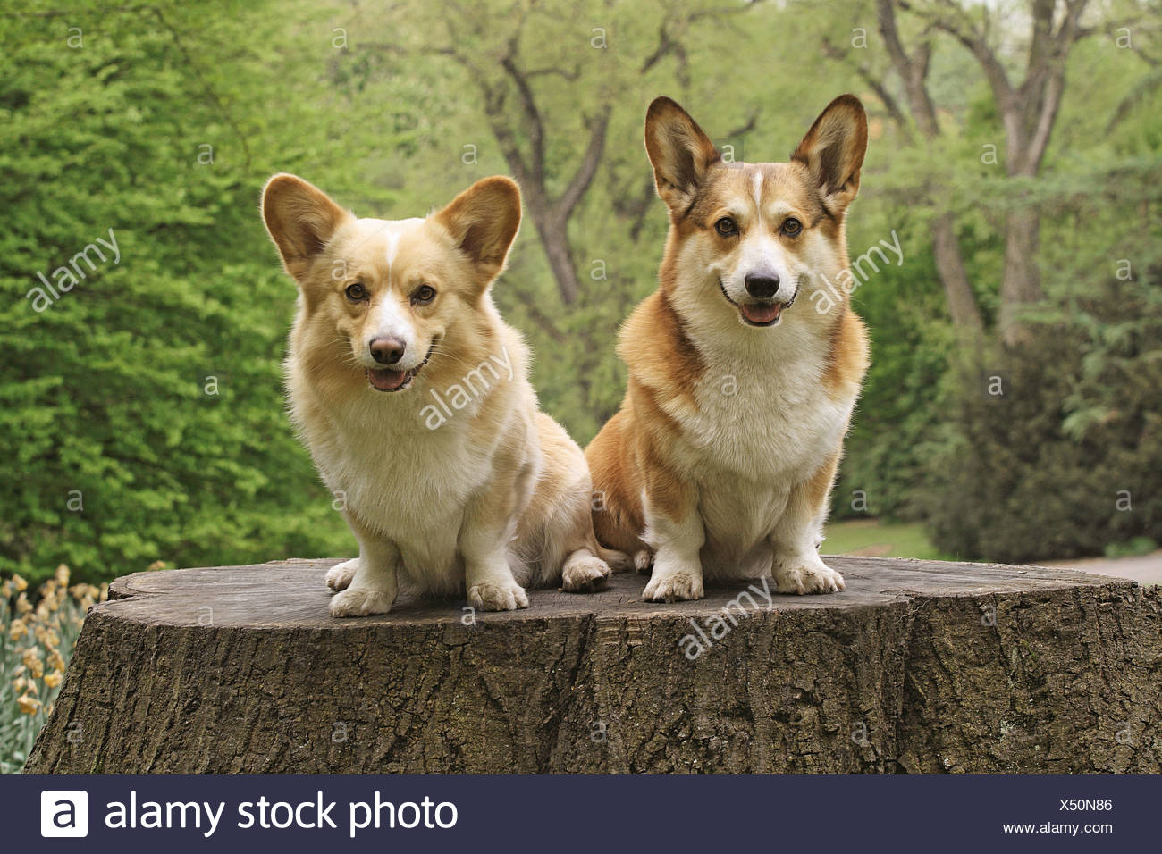 Dos Pembroke Welsh Corgis - sentado en el tocón Foto de stock
