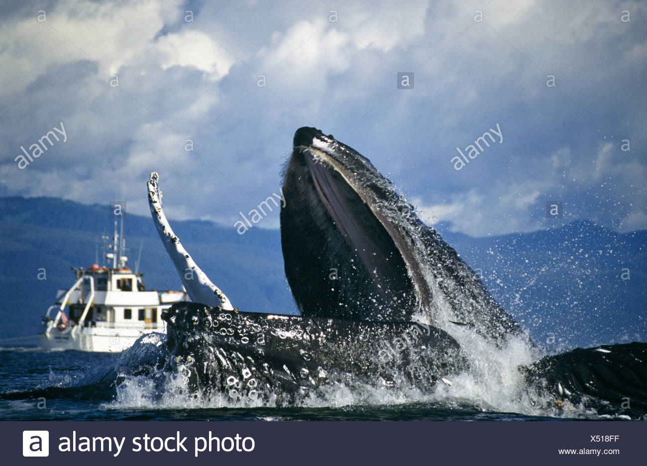 Las ballenas jorobadas bubblenet alimentación, Estrecho de Chatham, al sureste. Alaska Foto de stock