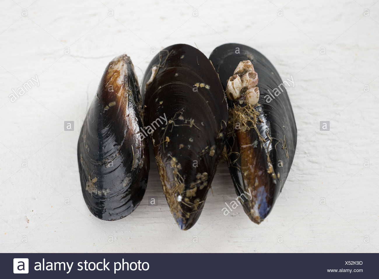 Mejillones frescos Foto de stock