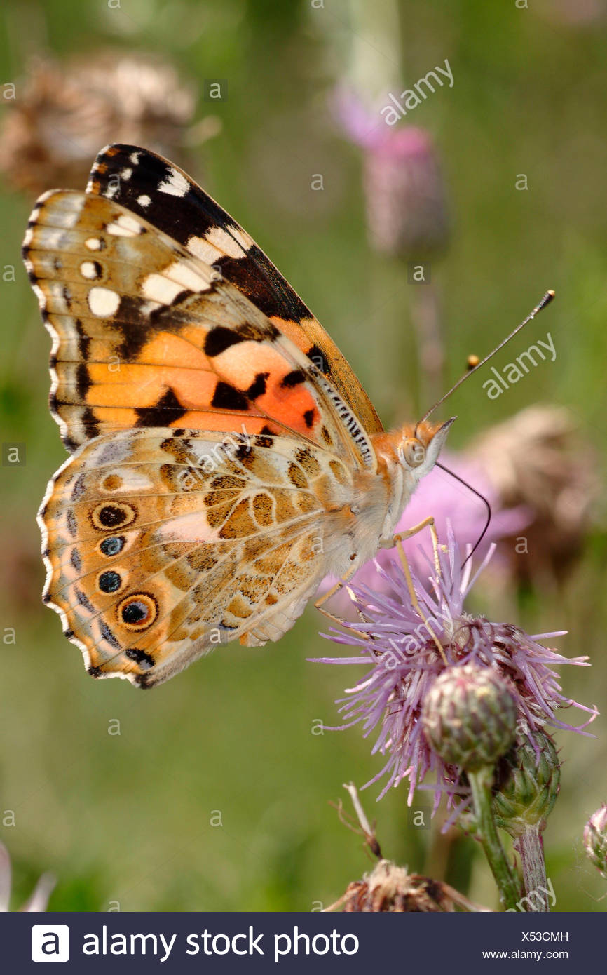 Painted Lady, thistle (Cynthia cardui, Vanessa cardui), chupando el néctar de un cardo, Alemania Foto de stock