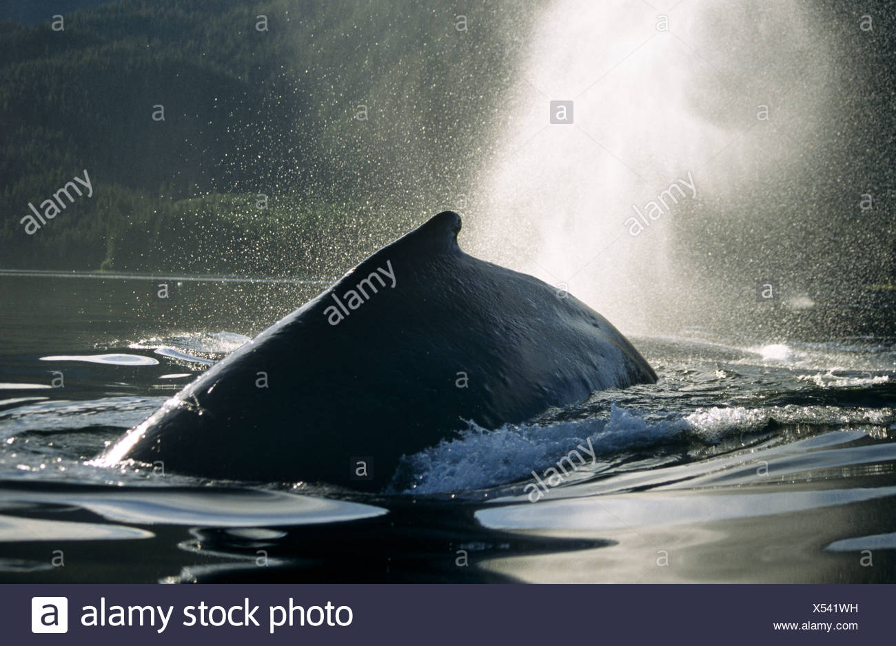 Ballena Jorobada desbastado y soplando, Tenakee Admisión, sureste de Alaska Foto de stock