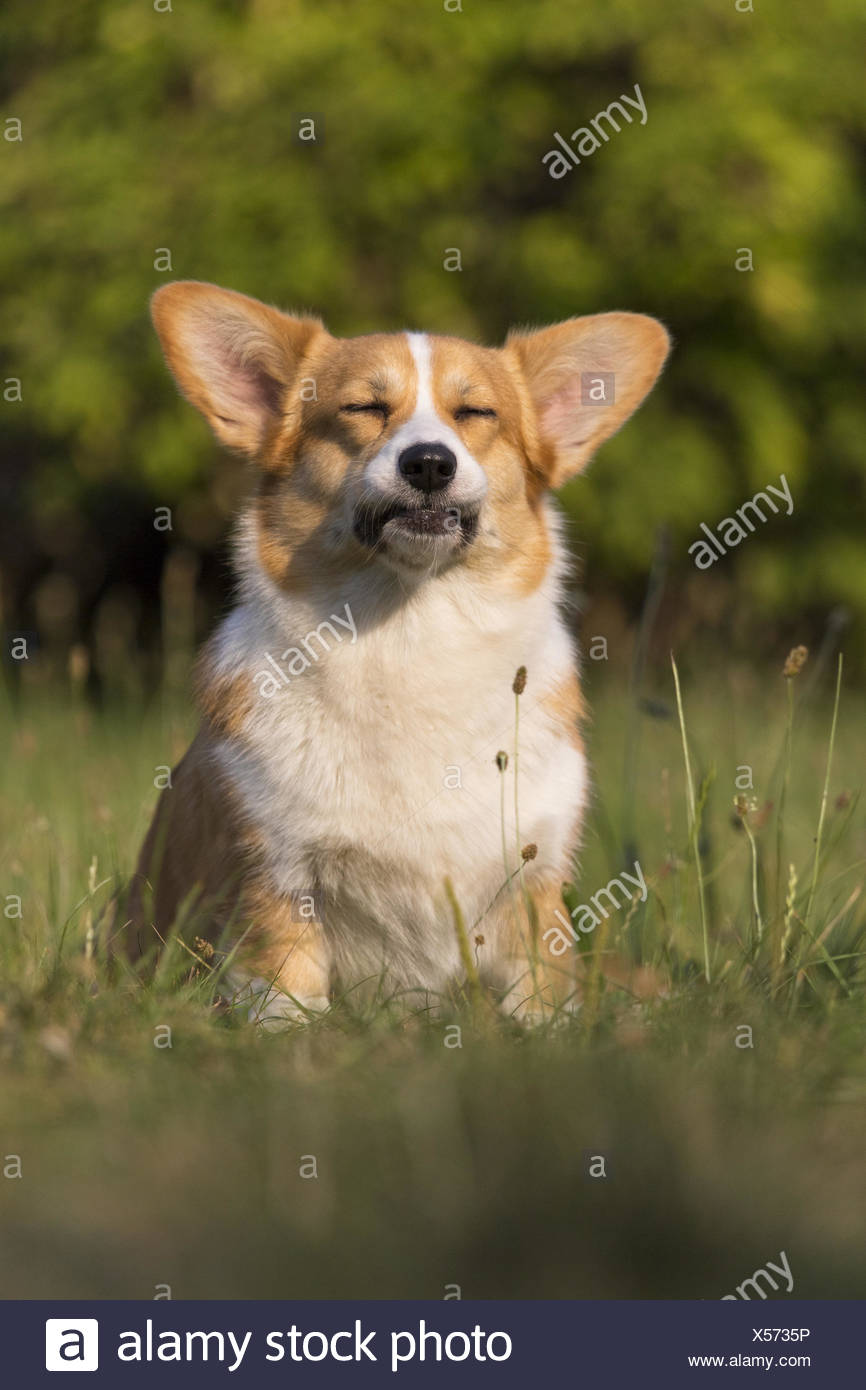 Welsh Corgi Pembroke Foto de stock