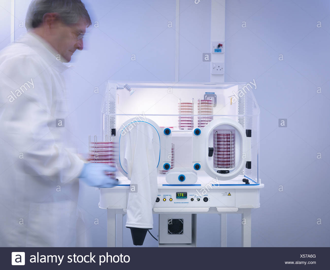 Científicos que trabajan con cultivos bacterianos, movimiento borrosa Foto de stock