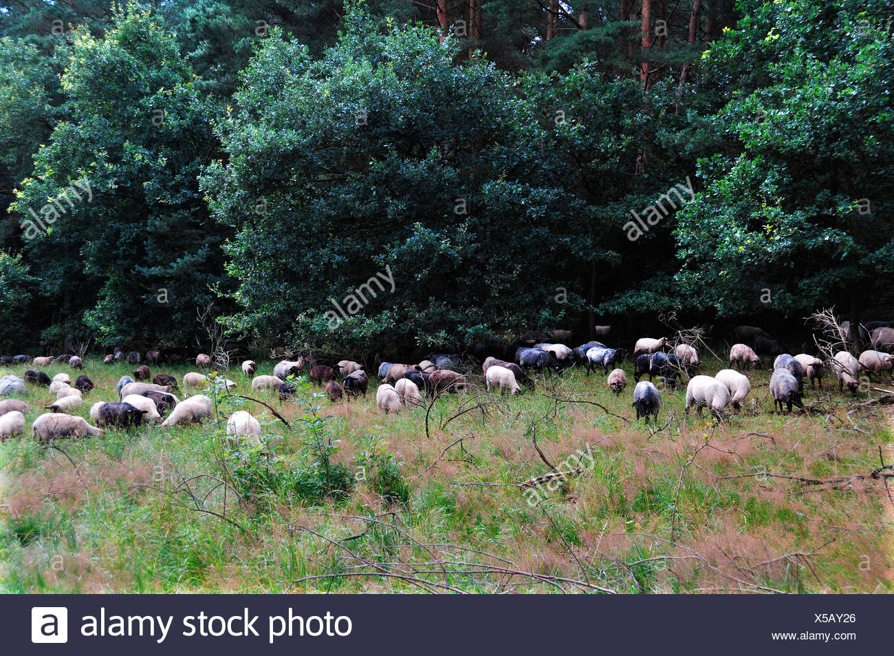 Ovejas, un paisaje raza de pastoreo en zonas de conservación Pinnow, Mecklemburgo-Pomerania Occidental, Alemania, Europa Foto de stock