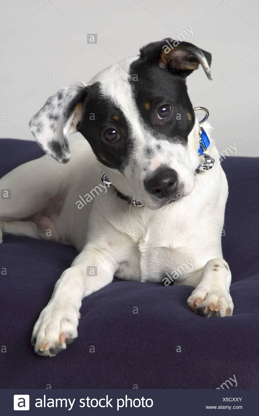 Pequeno Perro Blanco Y Negro Fotografia De Stock Alamy