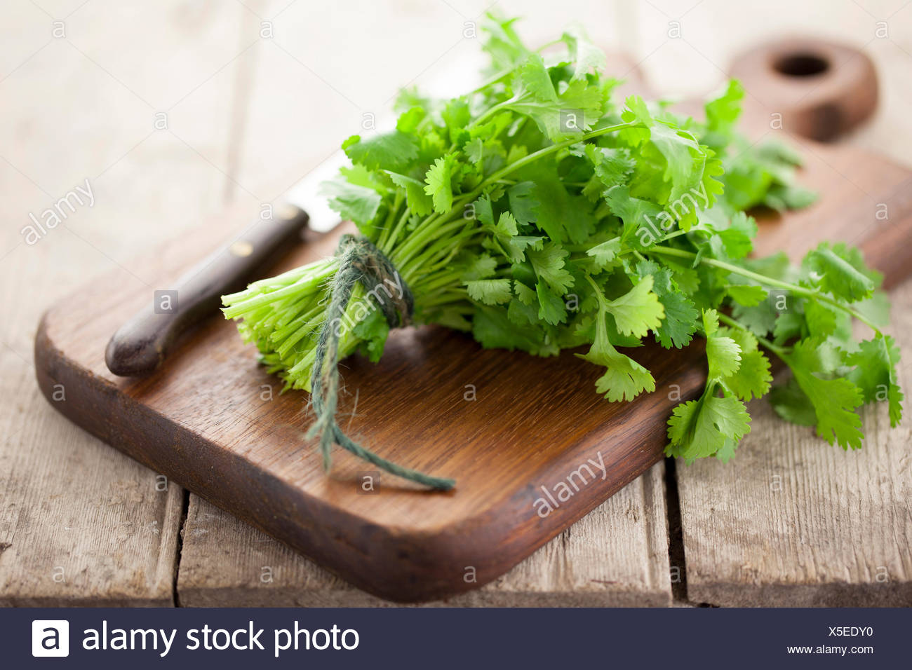 Picar Cilantro Fotos E Imagenes De Stock Alamy