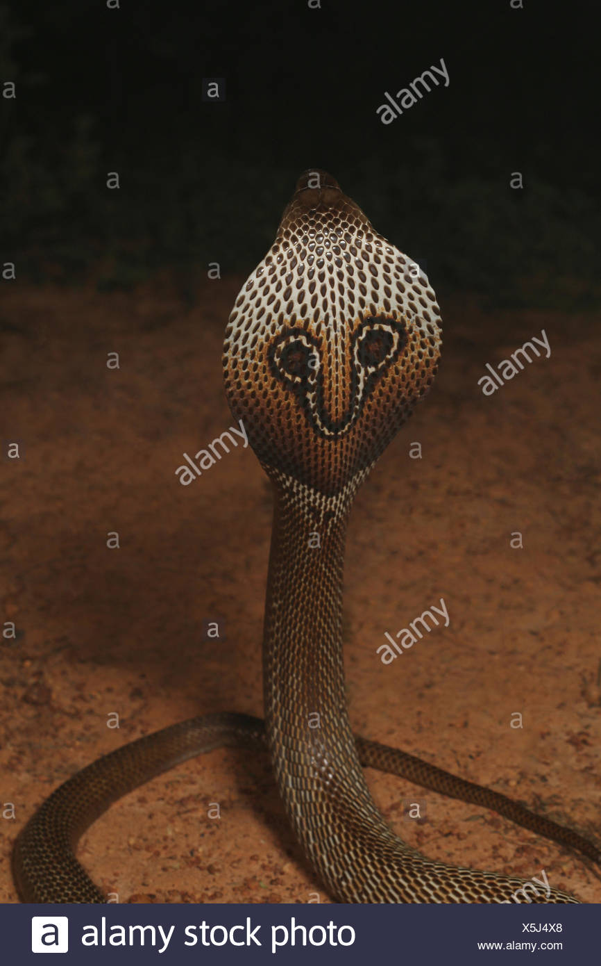 Oso cobra, Naja naja, Bangalore, Karnataka. La cobra de la India es uno de los cuatro grandes especies venenosas que causan la mayoría de mordeduras de serpiente en seres humanos en Foto de stock