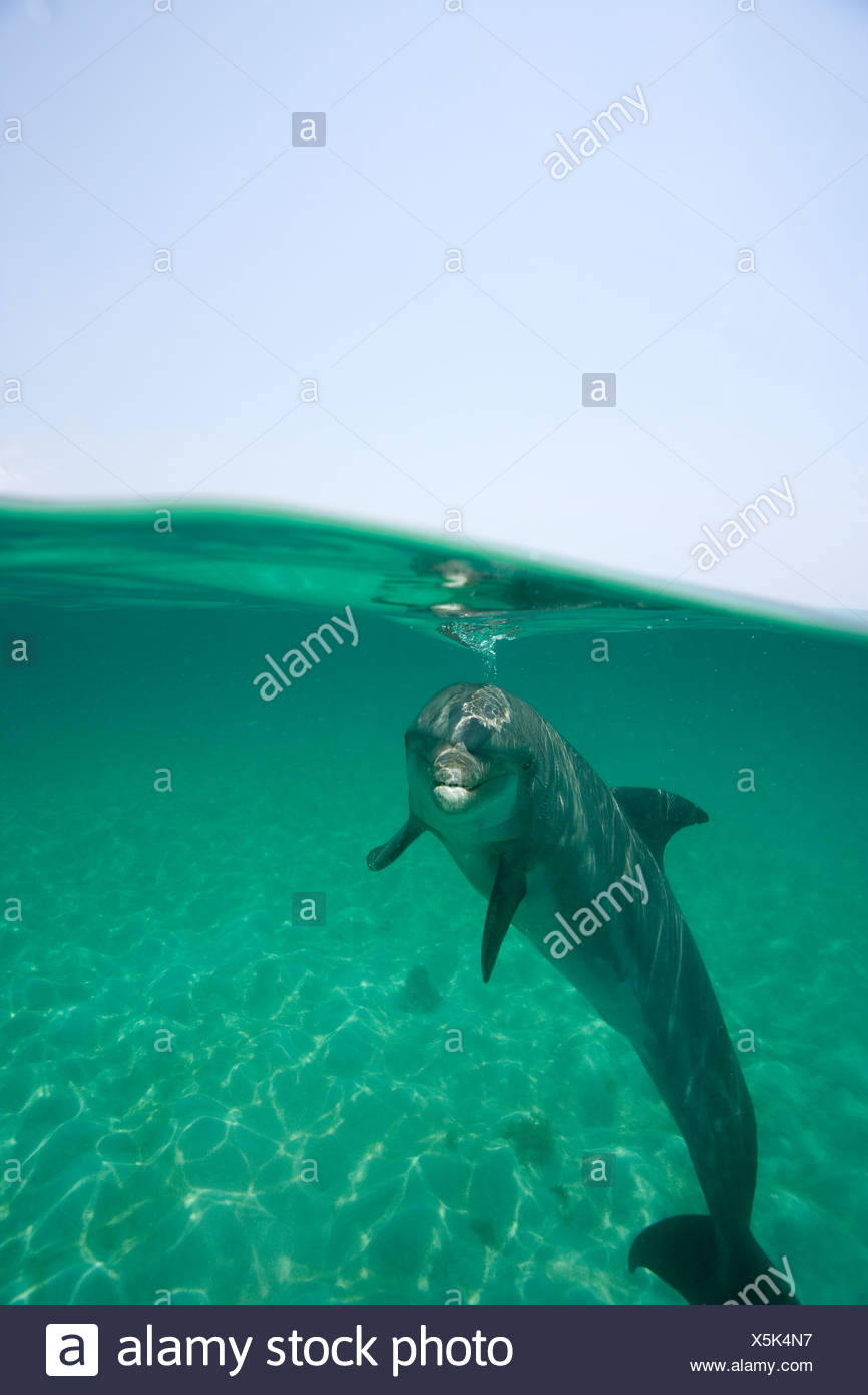Over/under shot Atlántico de un delfín mular (Tursiops truncatus), Roatán, Honduras Foto de stock