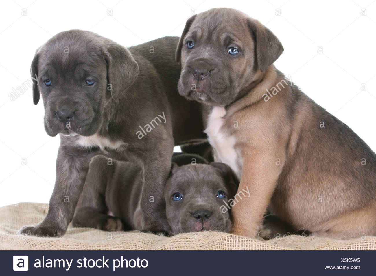 Cachorro Mastin Italiano Cane Corso Fotografia De Stock Alamy