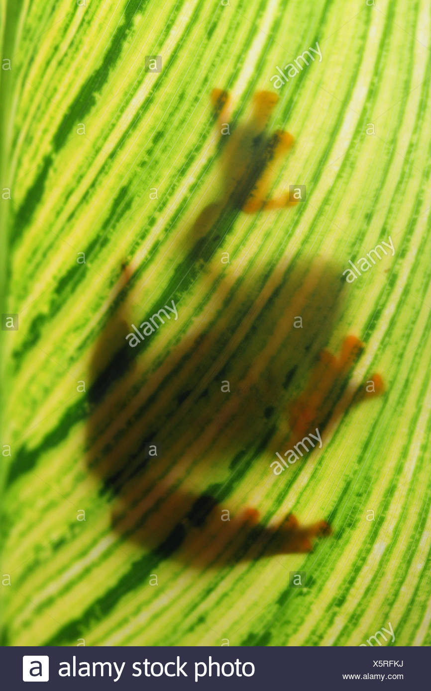Sombra de Javán Tree Frog sentado en una hoja Foto de stock