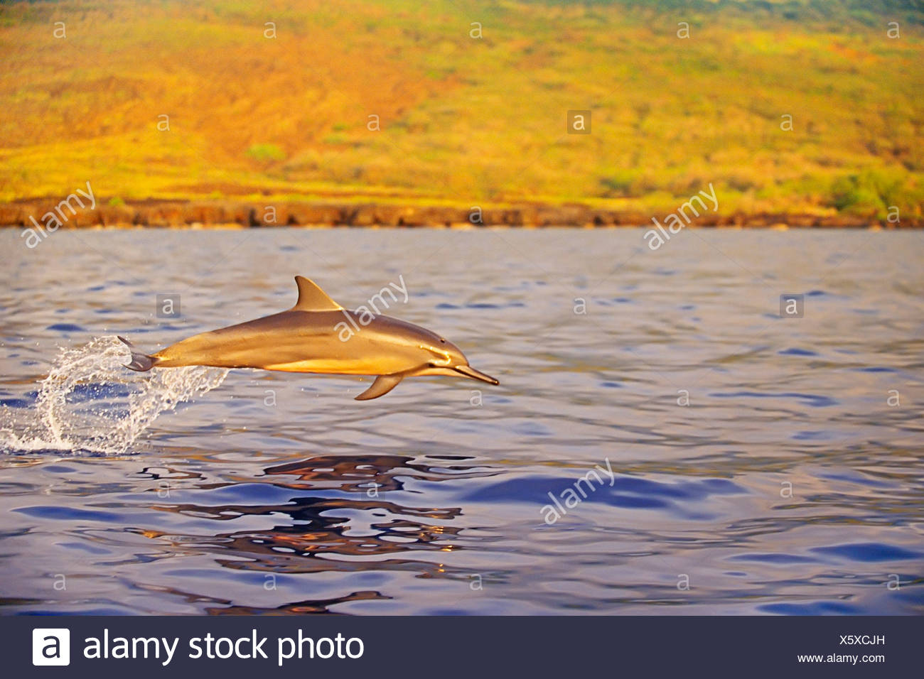 Larga snouted Delfines ternero Porpoising Foto de stock