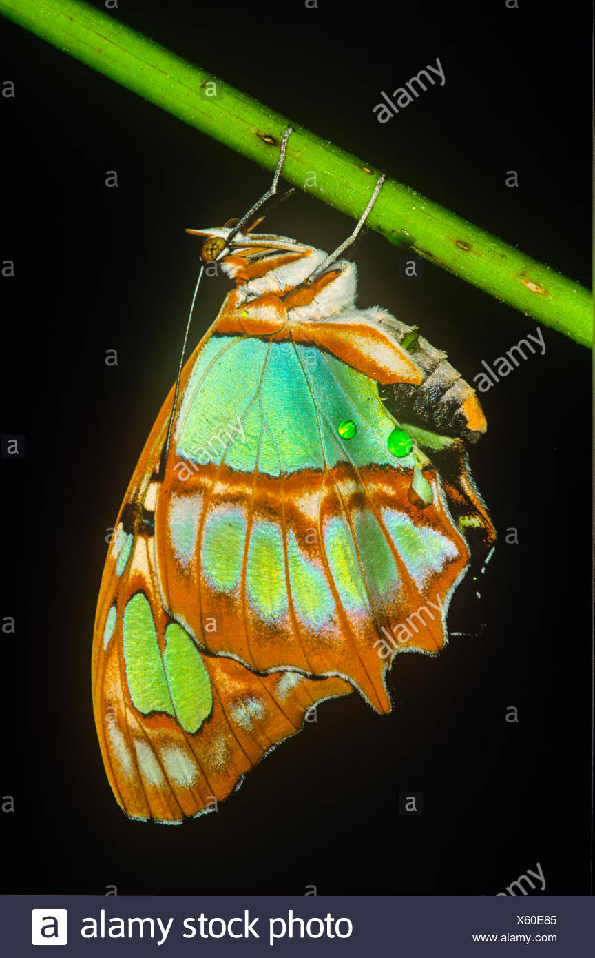 (Spiroeta stelens biplagiata) Malaquita Butterfly. Vista ventral, Costa Rica Foto de stock