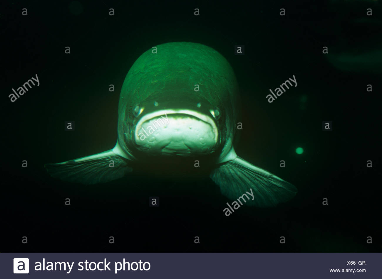 Arapaima Gigante Arapaima Gigas El Pez De Agua Dulce Mas Grande