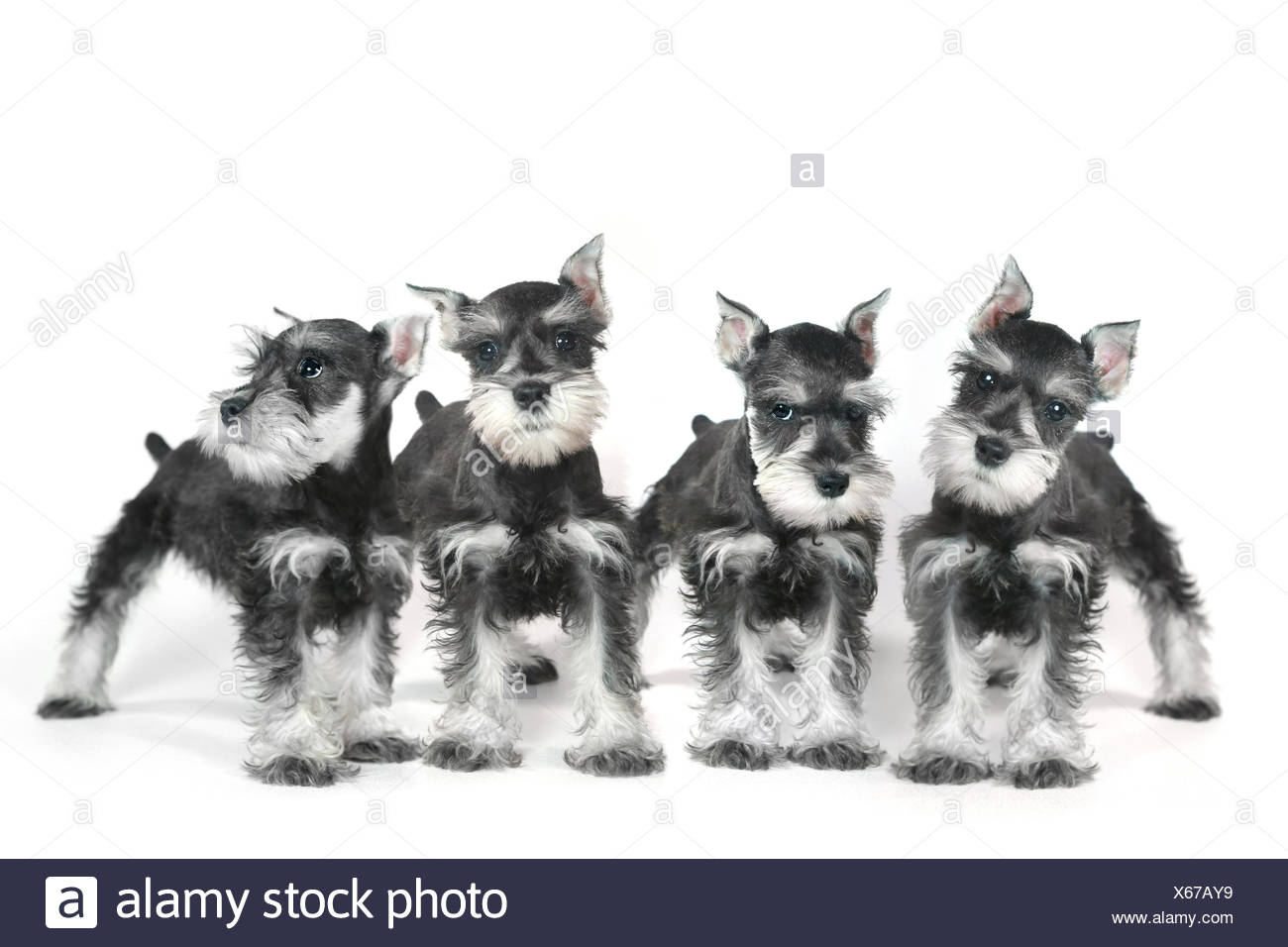 Bebe Lindo Perrito Schnauzer Miniatura En Blanco Fotografia De Stock Alamy