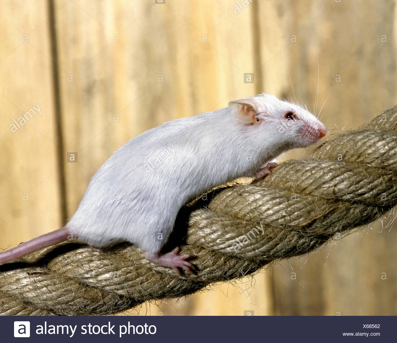Raton Blanco Mus Musculus Adulto De La Cuerda Fotografia De Stock Alamy