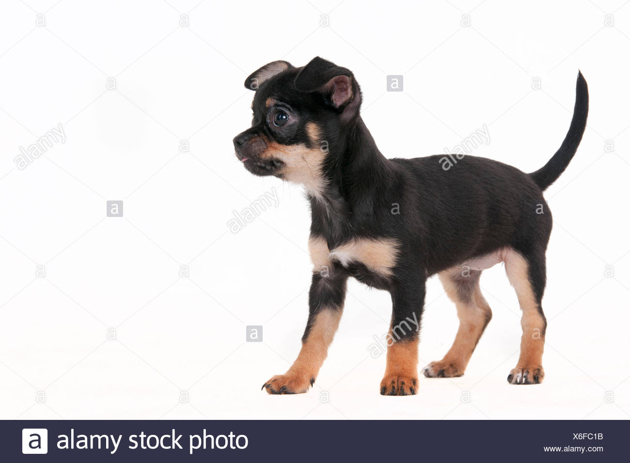 Chihuahua De Pelo Corto Puppy 11 Semanas Negro Y Marron Pelaje Liso Fotografia De Stock Alamy