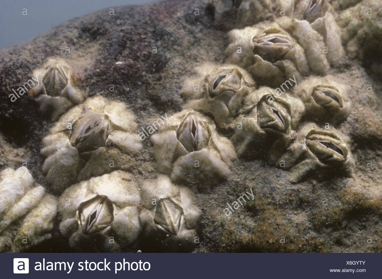 Elminius modestus Foto de stock