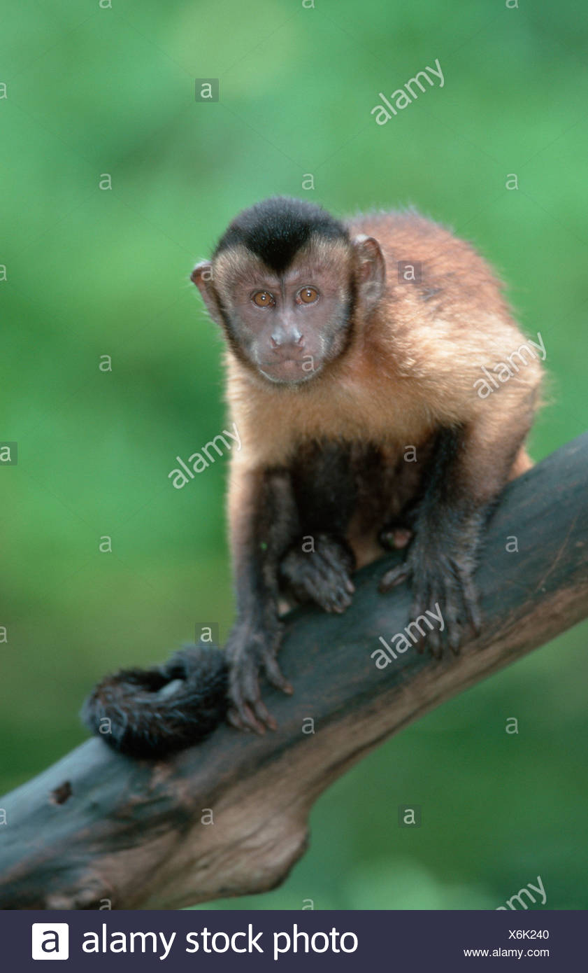 Llorona / Capuchinos Capuchinos coronadas de cuña Foto de stock